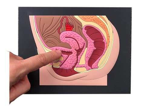 Female reproductive Part Rubber matt Model, Female Genital Organ, Uterine Medical Teaching Anatomical 6.5x8inch Gynecology, Human Anatomy Replica