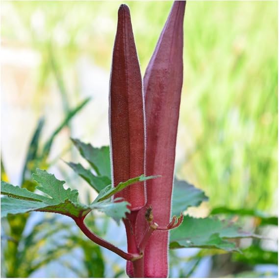Brownie Brand Burgundy Okra Seeds Heirloom, Non-GMO, High Yield, Vibrant Red Pods for Cooking & Ornamental Beauty, Heat Tolerant & Perfect for Home Gardens (1 Pound)