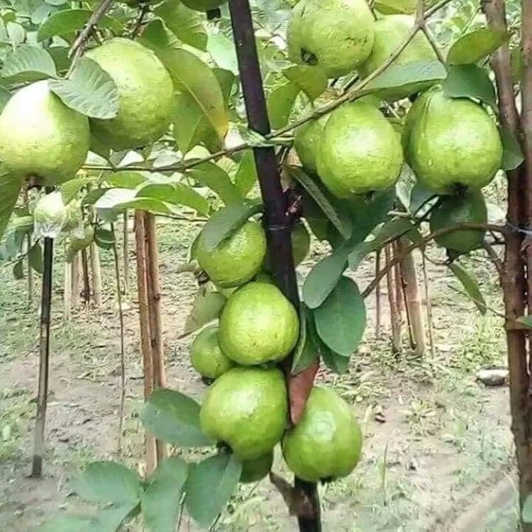 No CA, Thai White Guava Tree Live Plant Well-Rooted 2-3 Ft Fruiting Airlayered Guava Trees Grafted Fruit, Zones 9-11