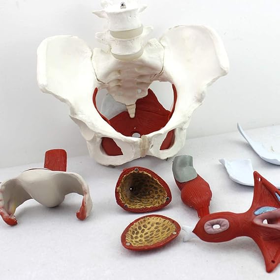 Anatomical Female Pelvis Model Gynecology Training Doctor Gift Pubis And Removable Organs Pelvic Floor Muscles Anatomical Model Lab Supplies