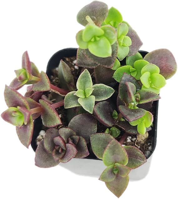 Calico Kitten Crassula (2 inch) | Live Healthy Unique Pink Trailing Succulents for Home Office Decoration
