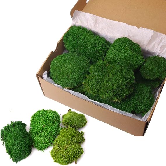 2 sq.ft Preserved Moss for Wall Decor Table Decor for DIY Bowl (ForestGreen -2.0sq.ft)