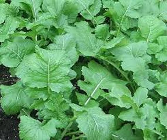 Turnip, Seven Top Turnip Seeds, NON- GMO, 50 Seeds per package.