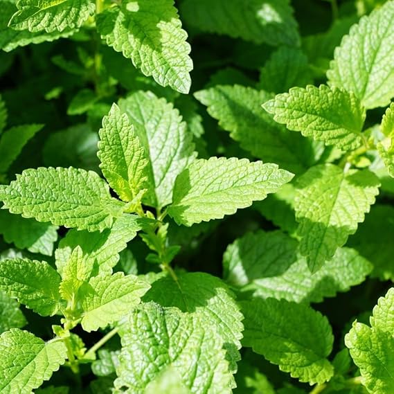 Peppermint Eucalyptus Seeds (Eucalyptus Radiata) Packet of 20 Seeds