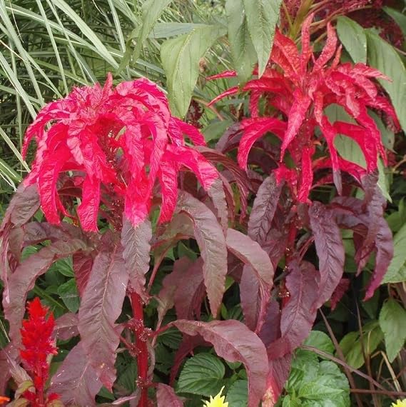 Molten Fire Amaranth Seeds 30 Seeds