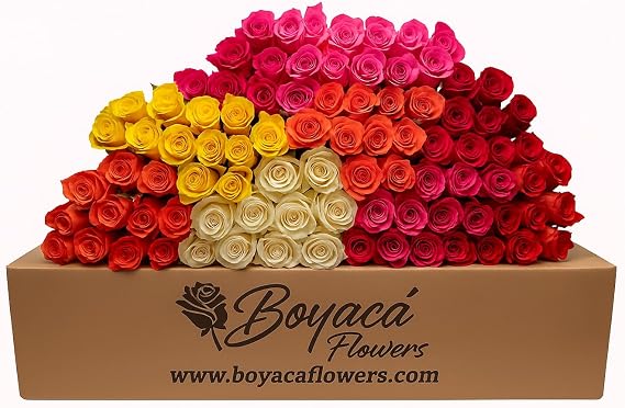 100 Long Stem Rainbow Roses - Colorful Fresh Flowers Bouquet Shipped Directly from the Farm for Wedding, B-Day, Anniversary, Bridal Shower, Home Decor - Premium Flower Arrangement by Boyaca Flowers