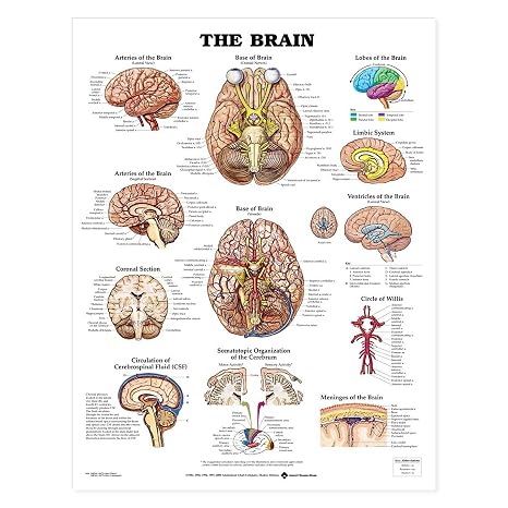 The Brain Anatomical Chart