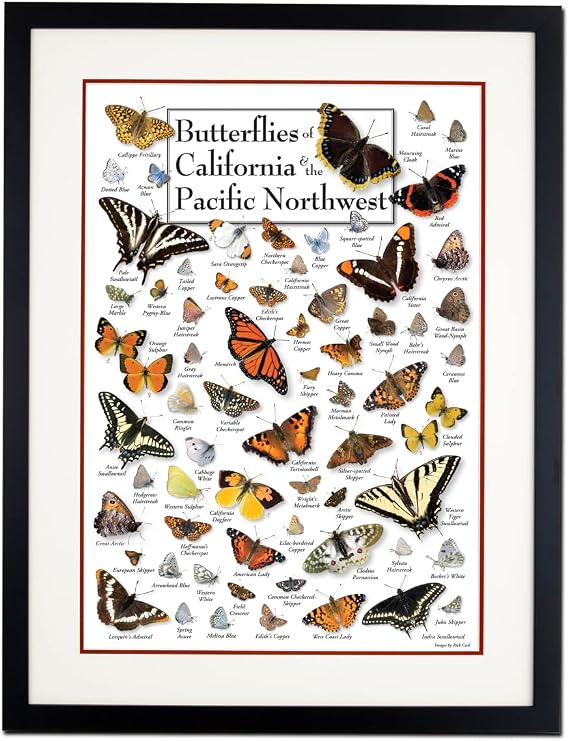 Earth Sky + Water - Butterflies of California & Pacific Northwest - Double-matted Posters with Black Frame