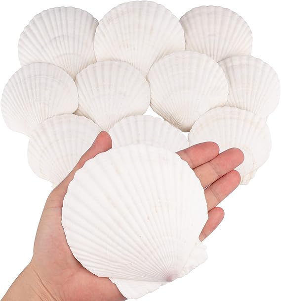 10PCS Sea Shells, Large White Sea Scallop Shells for Crafting, 10-12CM Seashells for Beach Theme Party DIY Crafts Wedding Decorations, Fish Tank Decorations and Vase Fillers, Home Decor Supplies