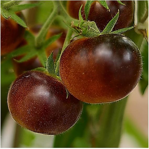 1 Oz Organic Cherokee Purple Heirloom Tomato Seeds - Gold Vault Packet