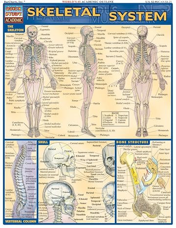 Skeletal System: QuickStudy Laminated Reference Guide (Quick Study Academic)