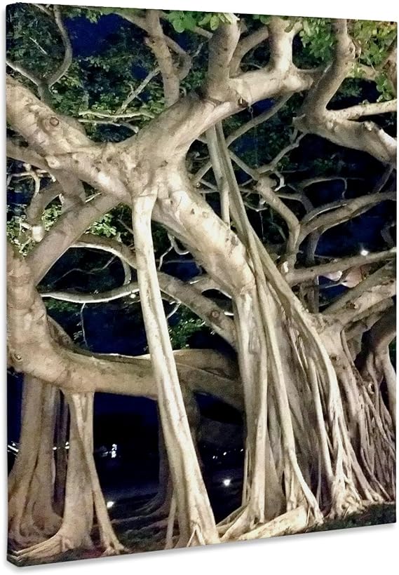3dRose Image of Night View Of A Florida Banyan Tree Museum Grade Canvas Wrap 16x20
