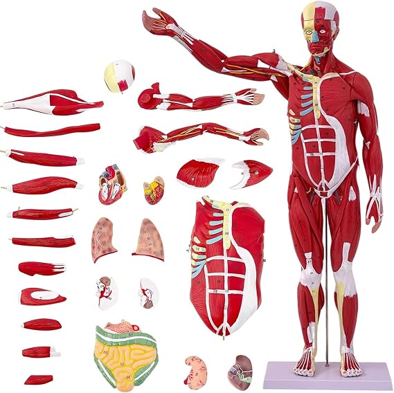 Human Anatomy Muscle Model, 27 Parts 1/2 Life Size 33 Human Body Muscular System Anatomy Model with Removable Organs and Muscle Anatomy Includes Color Manual for Medical Educational Training Study