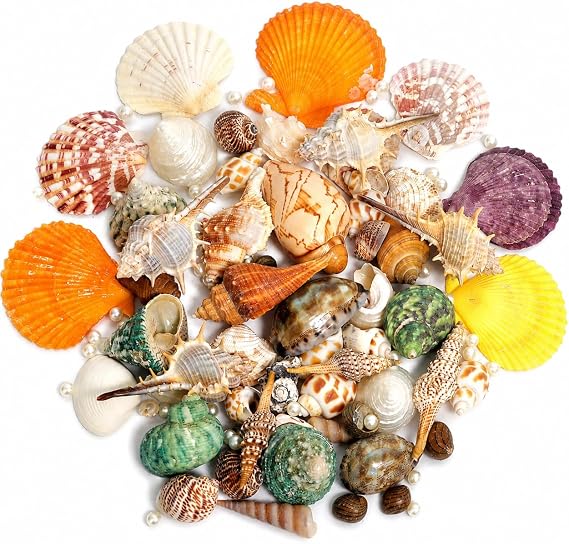 JSPYFITS Sea Shells Mixed Beach Seashells 15 Kinds 1.2"-3.5" Various Sizes Natural Seashells for Beach Themed Party DIY Crafts Fishtank Vase Fillers Home/Wedding/Party Decorations