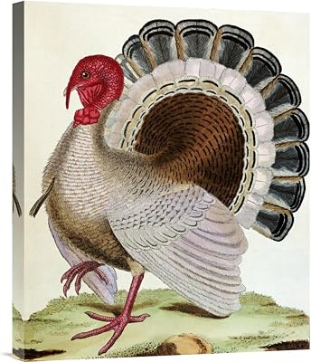 Global Gallery Budget GCS-267803-22-142 George Louis Leclerc Buffon Turkey Gallery Wrap Giclee on Canvas Wall Art Print