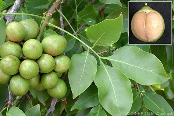 Quenepa (Spanish Lime, Melicoccus bijugatus, Mamoncillo) in Container - Shipping Directly from US