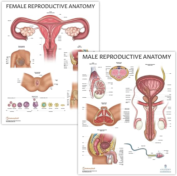 Anatomy Lab Male and Female Reproductive System Anatomy Poster Set