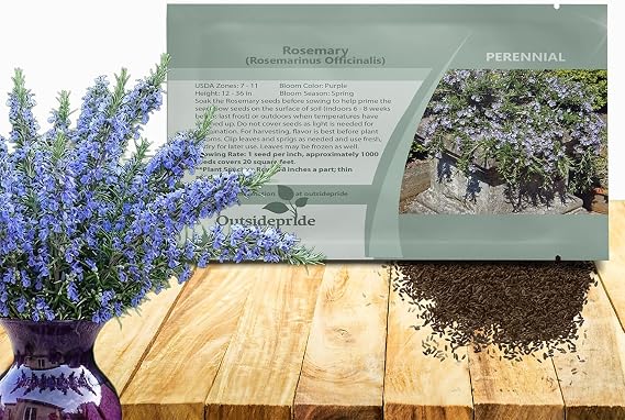 Outsidepride Rosemary Seeds - 1000 Pcs. Perennial Ground Cover, Drought-Tolerant, Easy to Grow Herb Seeds for Planting, Attracts Pollinators, Great for Gardens, Containers, Culinary Use