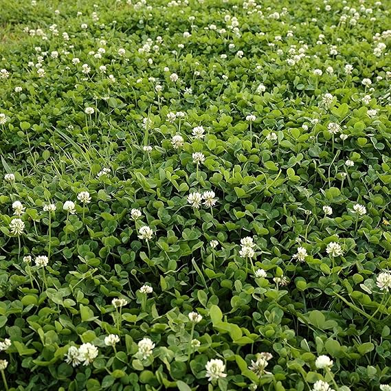 Ladino White Clover Seeds, Nitro-Coated and Inoculated, 1 Pound by Seeds2Go