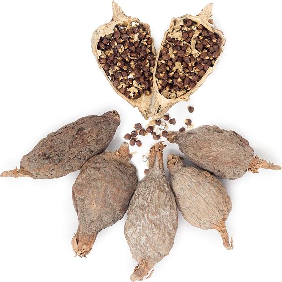 Organic African Alligator Pepper Atare, Mbongo Spice, Hepper Pepper, Grains of Paradise Pods, Guinea Pepper, Mbongo Spice, Pimienta de Guinea, African Spices (5 Pods)