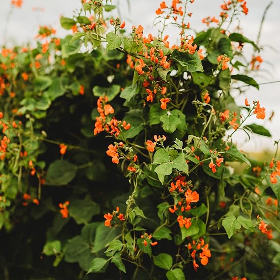 Scarlet Runner Bean - 25 Seeds - Heirloom Bean Variety, Non-GMO Runner Bean Seeds for Planting in the Home Garden, Thresh Seed Company