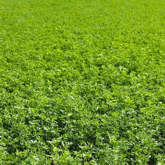 Mountain Valley Seed Co Non-GMO Alfalfa Seeds 4 g Packet ~1800 Seeds High