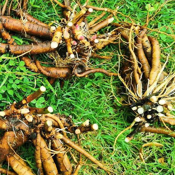 Peony Bulbs for Planting - Hardy Perennial, Excellent Display, Mix Greening Flower, Wedding, Balcony Garden,Natural Organic-1bulbs-E