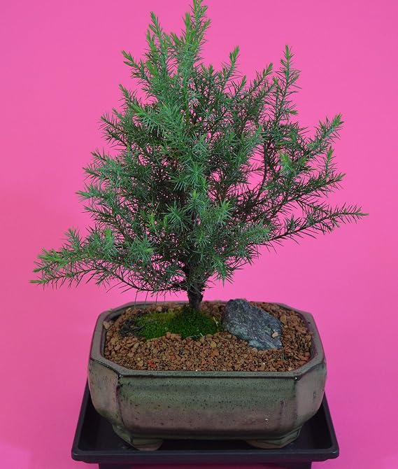 Bonsai, Eastern Red Cedar, Broom Style, 6 Years Old