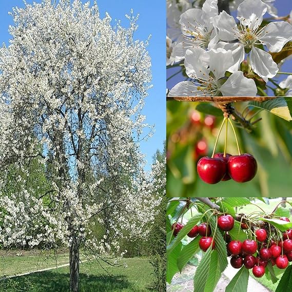 Sweet Cherry Seeds Prunus avium Seeds 20 Pcs - Cherry Blossoms Seeds