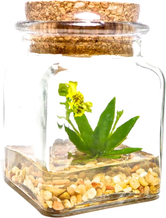 BLOOMIFY Miniature Miniature Dancing Orchid Terrarium - Zero Care - 4" Tall Jar - Psygmorchis pusilla Plant